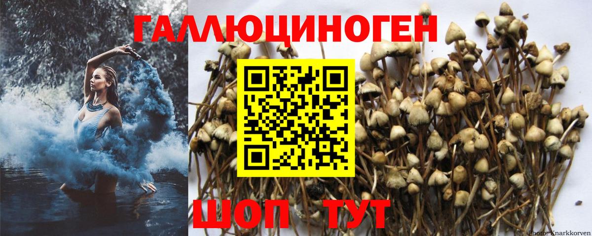 Псилоцибиновые грибы GOLDEN TEACHER Электрогорск